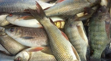 বাগমারার মাছ যাচ্ছে সারাদেশে, ৫০ হাজার মানুষের কর্মসংস্থান